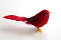 Veren vogel kanarie rood